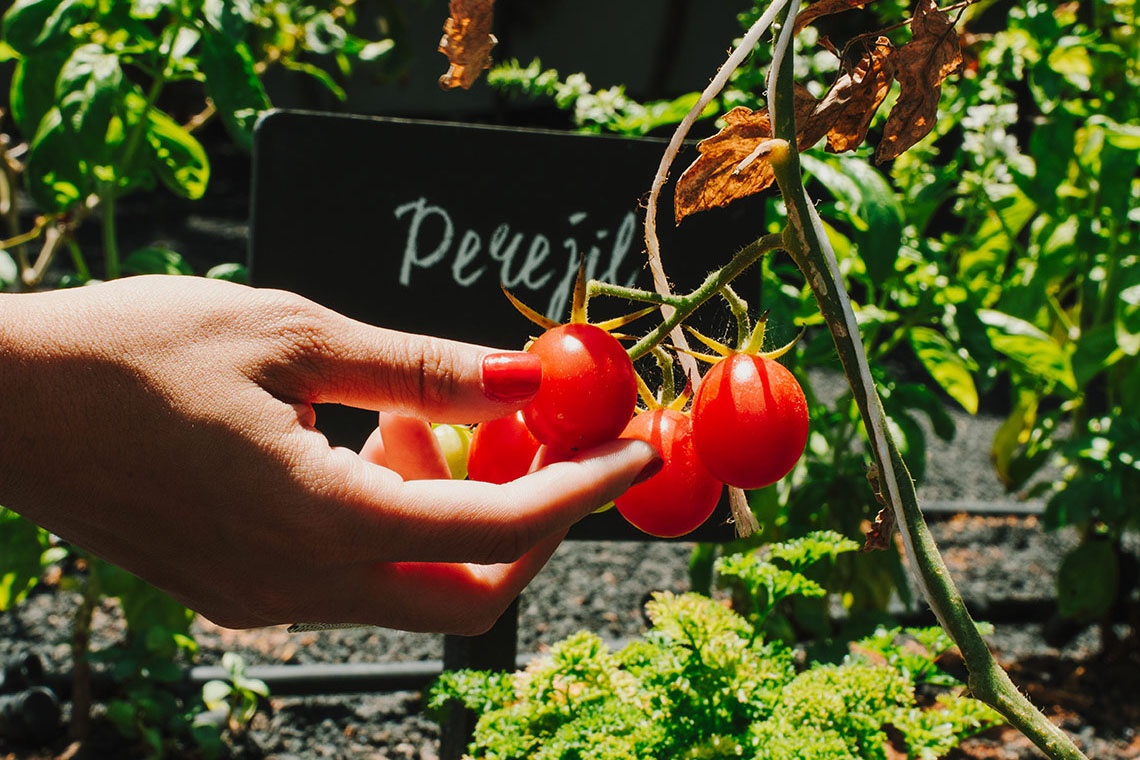 001 Hotels: Hand picks fresh cherry tomatoes from a garden.