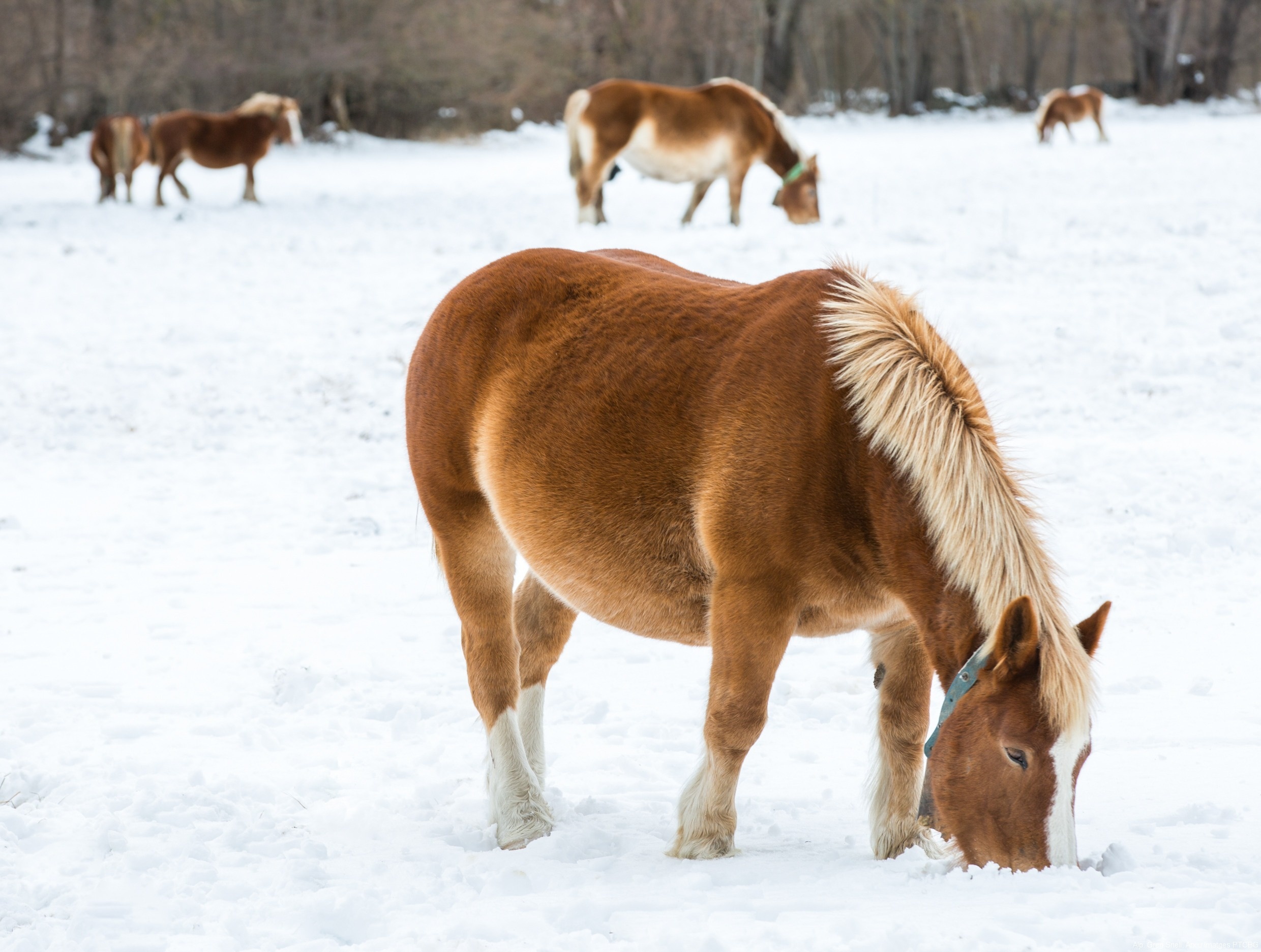 un cavall marrons i blancs està pastant en la nieve