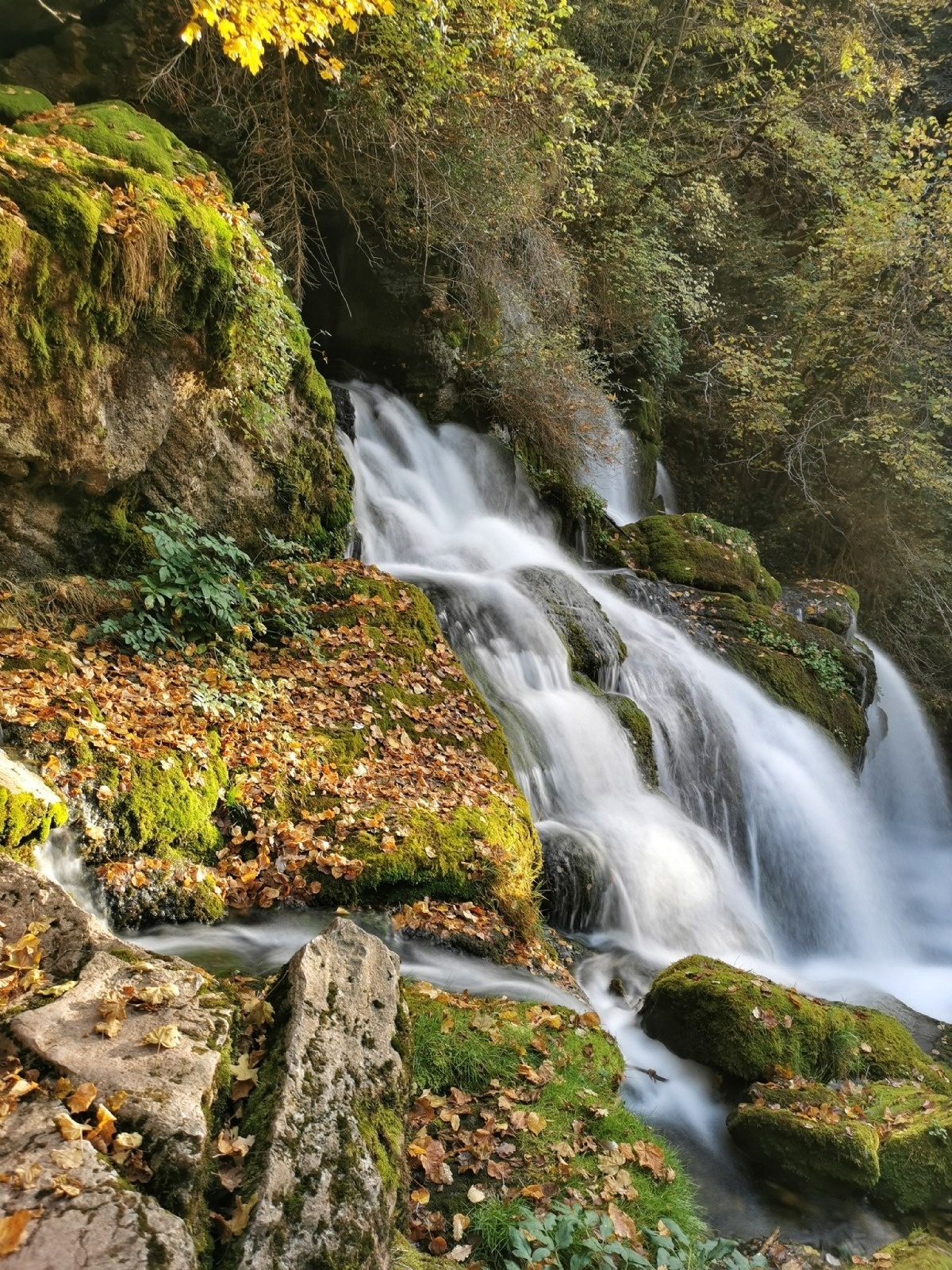 a small waterfall is surrounded by moss and leaves