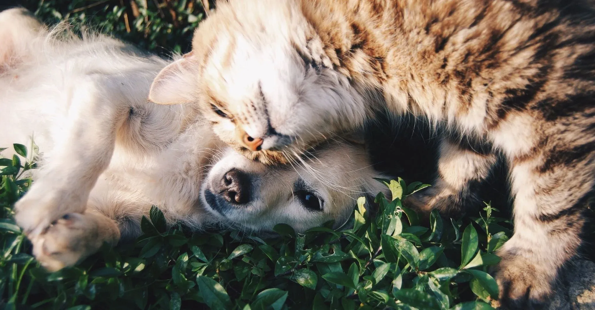 Cachorro e gato descansando juntos em um gramado. Aldeia da Pedralva