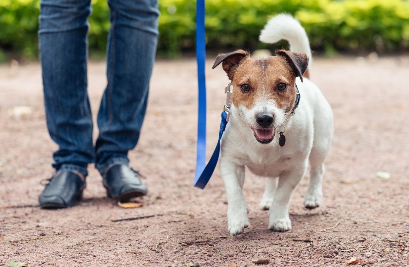 un perro con una correa azul camina junto a una persona