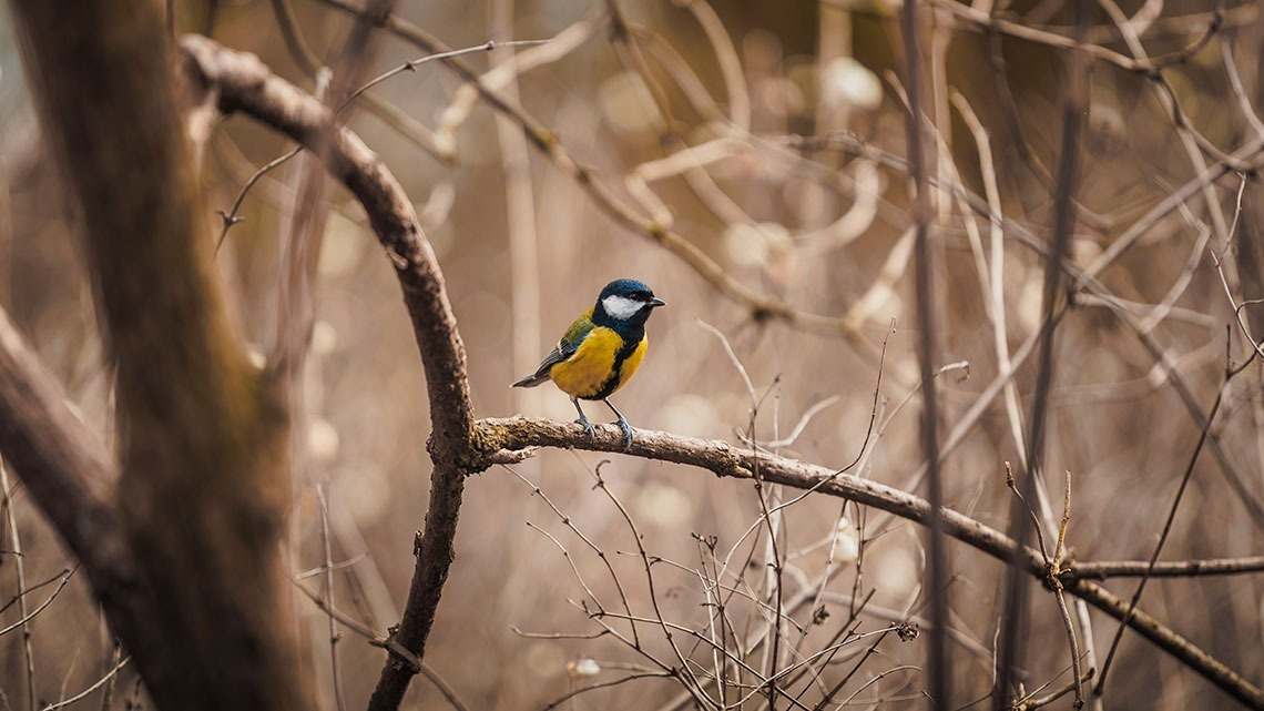 Pequeño pájaro en una rama. Aldeia da Pedralva con colores vibrantes.