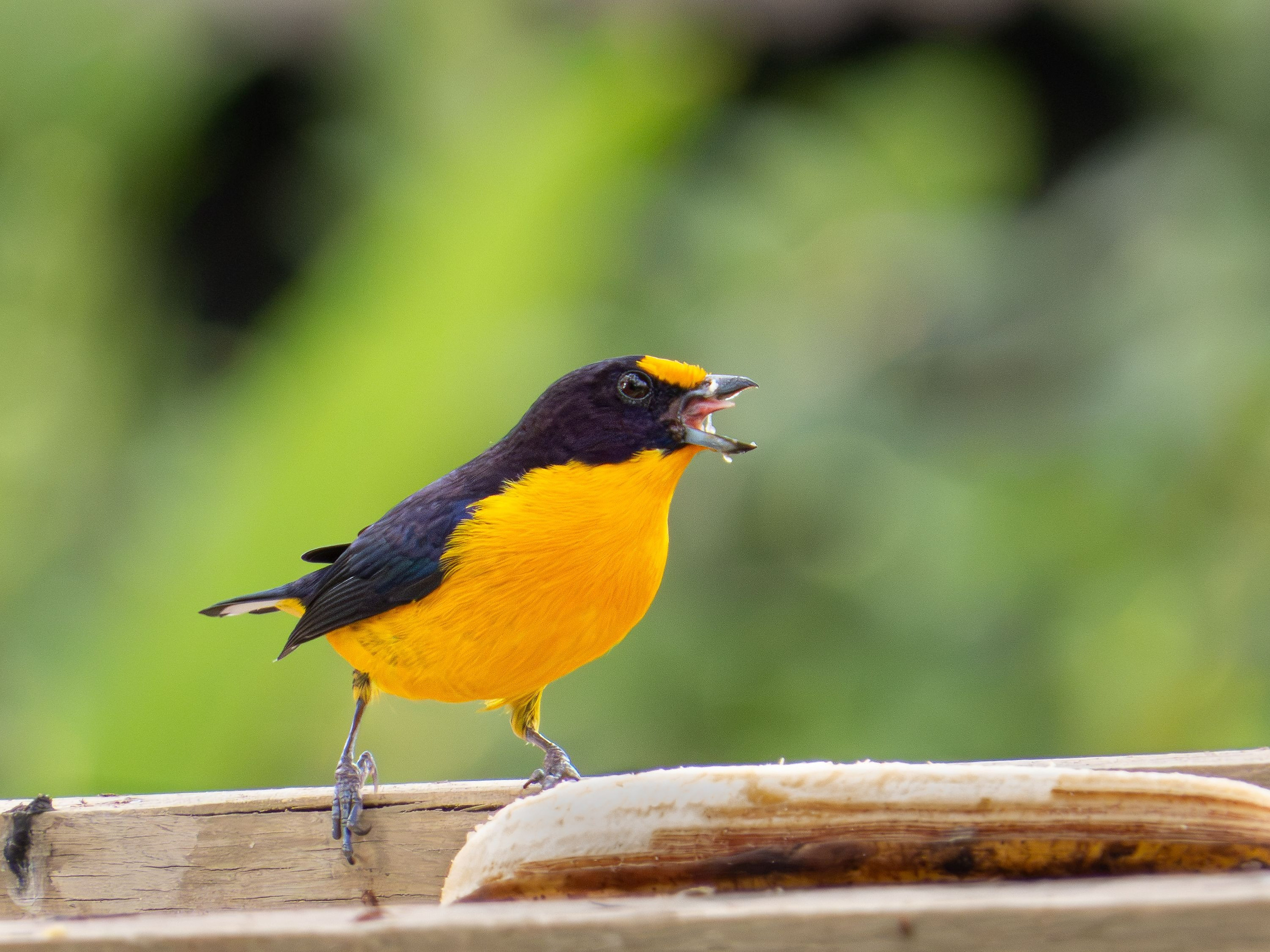 Pájaro vibrante con pecho amarillo y cabeza negra en hotel Aldeia da Pedralva.