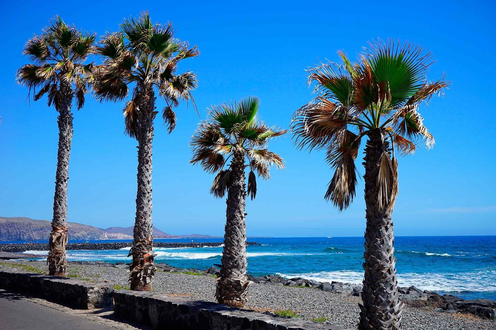 Alexandre Corporativa : Magnifique vue tropicale avec palmiers, océan bleu et littoral ensoleillé.