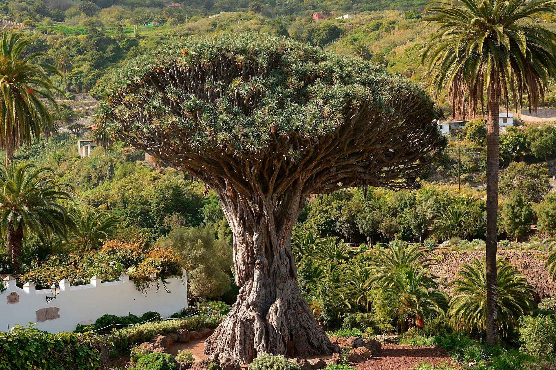 Dragonnier millénaire au cœur d'un jardin tropical, cadre unique Alexandre Corporativa.