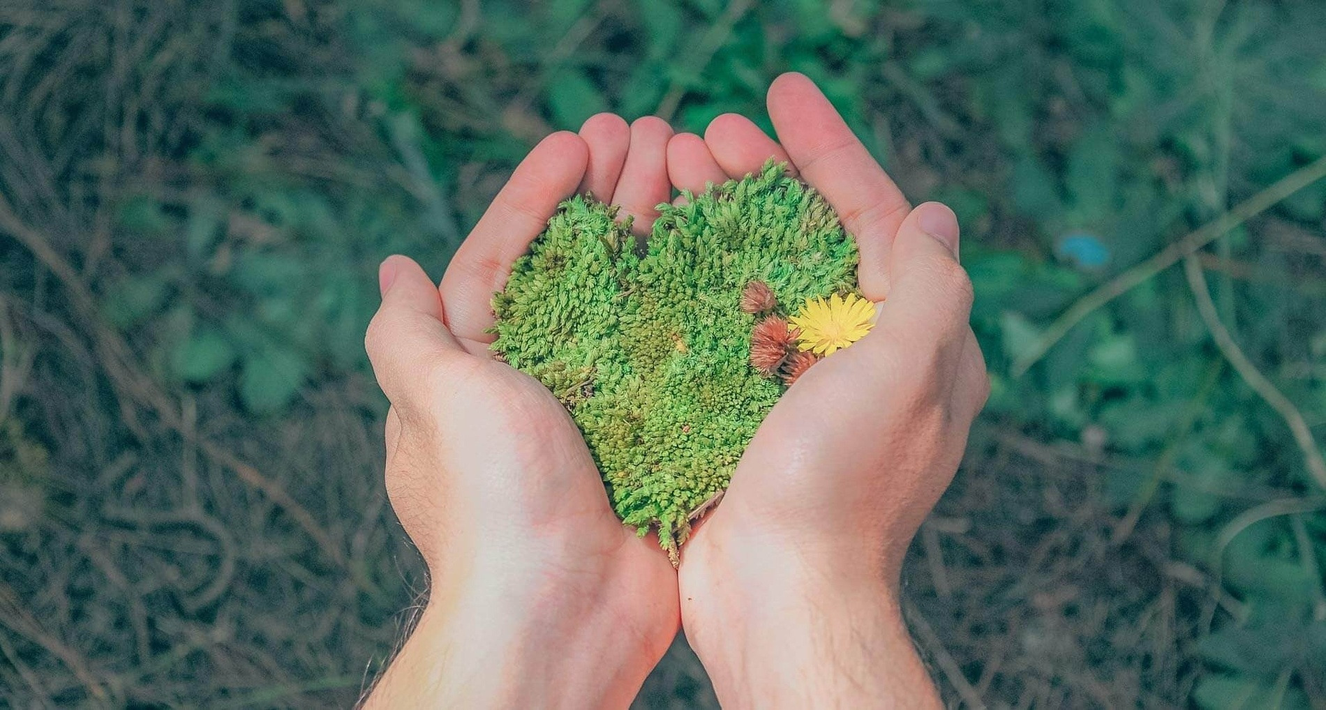 Manos cuidan musgo en forma de corazón con flores. Compromiso Alexandre Hotels con el medio ambiente.