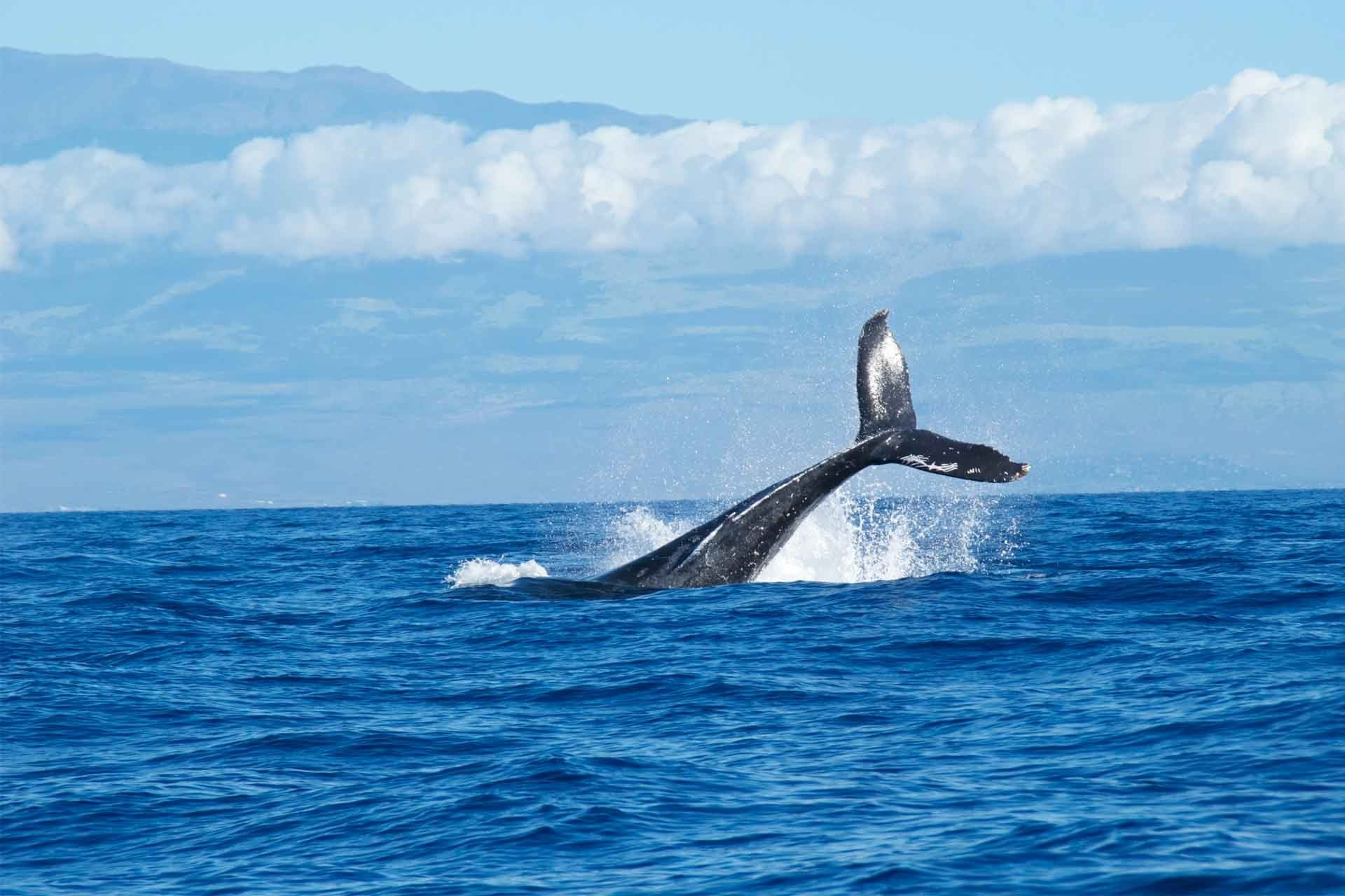 Baleine à bosse en plein saut, expérience marine près d'Alexandre Corporativa.