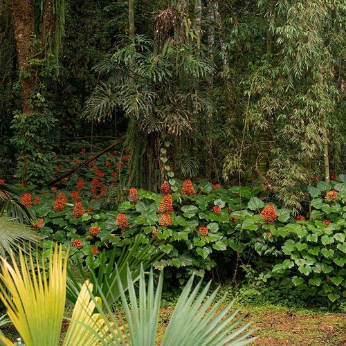 La imagen muestra un exuberante paisaje selvático dominado por la vegetación verde, con arbustos de flores naranjas en el medio, palmas en primer plano y bambú al fondo.