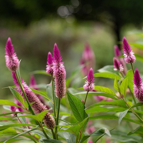 Primer plano de vibrantes flores fucsias con hojas verdes y un fondo oscuro y desenfocado.