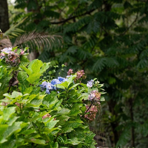 Un vibrante arbusto de hortensias con flores azules y rosadas se destaca entre el exuberante follaje verde de un entorno boscoso.