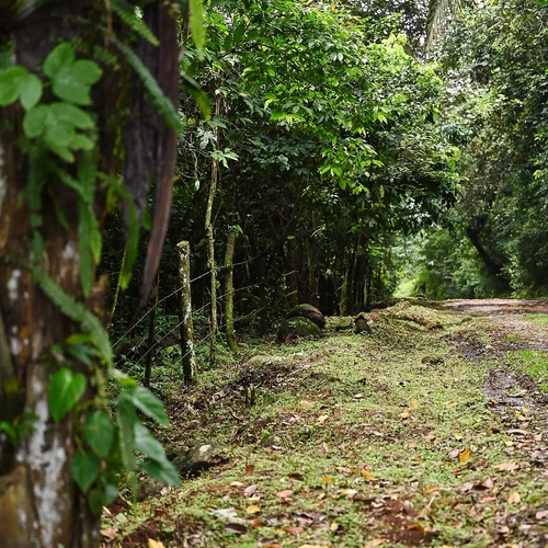 Alto Monte: Camino rural rodeado de exuberante vegetación verde en un entorno tropical.