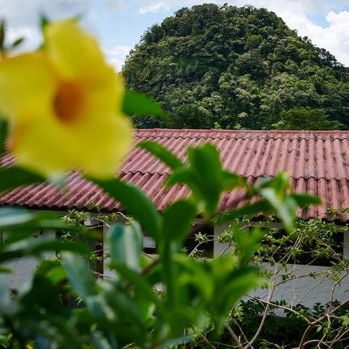 Flor amarilla y tejado rojo en hotel con montaña Alto Monte