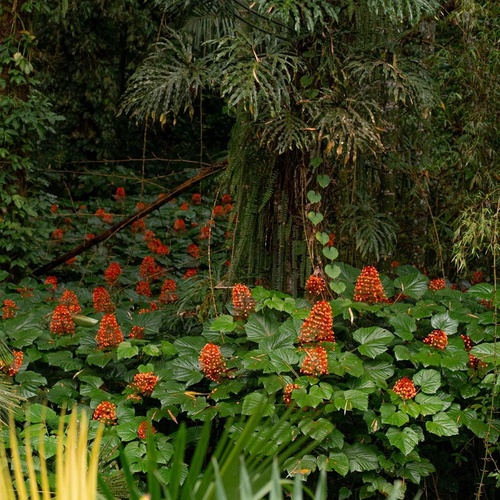 Exuberante paisaje selvático con densa vegetación verde y abundantes flores cónicas de color naranja rojizo, con hojas difuminadas en el primer plano.