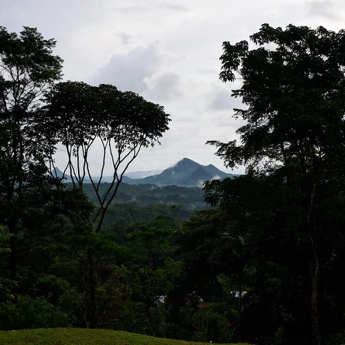Paisaje de selva con montañas distantes y árboles frondosos, ideal para Alto Monte.