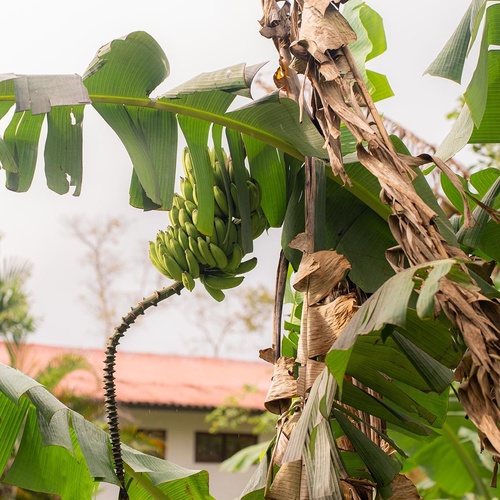 Un racimo de plátanos verdes cuelga de una platanera con hojas verdes y secas, y al fondo se asoma una casa con tejado rojo.
