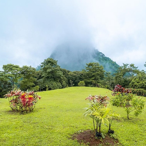 Un paisaje exuberante muestra un césped verde con plantas tropicales coloridas en primer plano y una montaña envuelta en niebla al fondo.