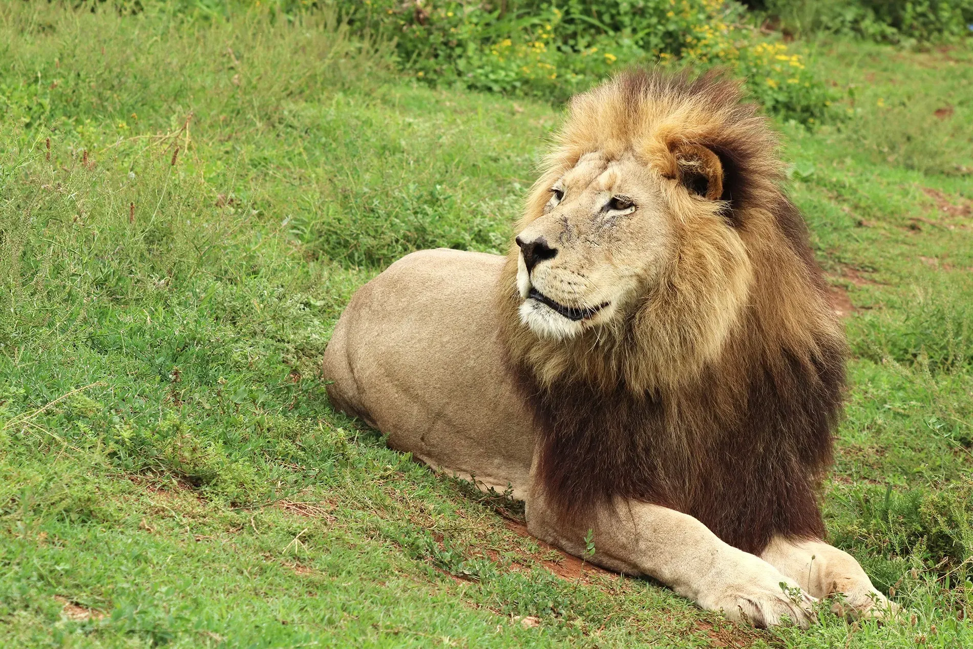 Majestueux lion au Selwo Aventure, près de l'Hôtel Ángela à Fuengirola.
