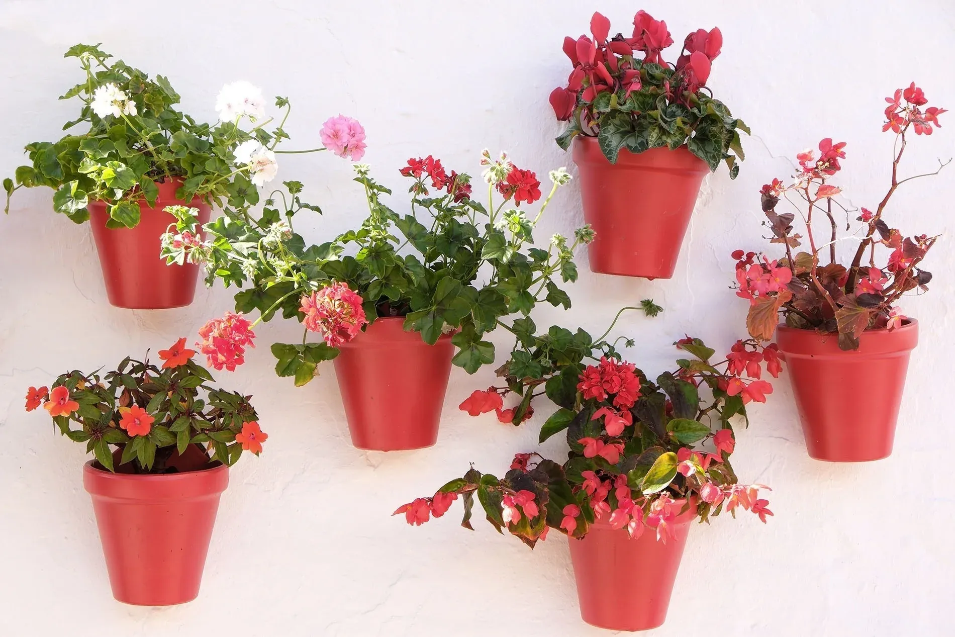 Potted flowers, Gitanillas in Mijas | Blog Hotel Angela | Fuengirola | Malaga