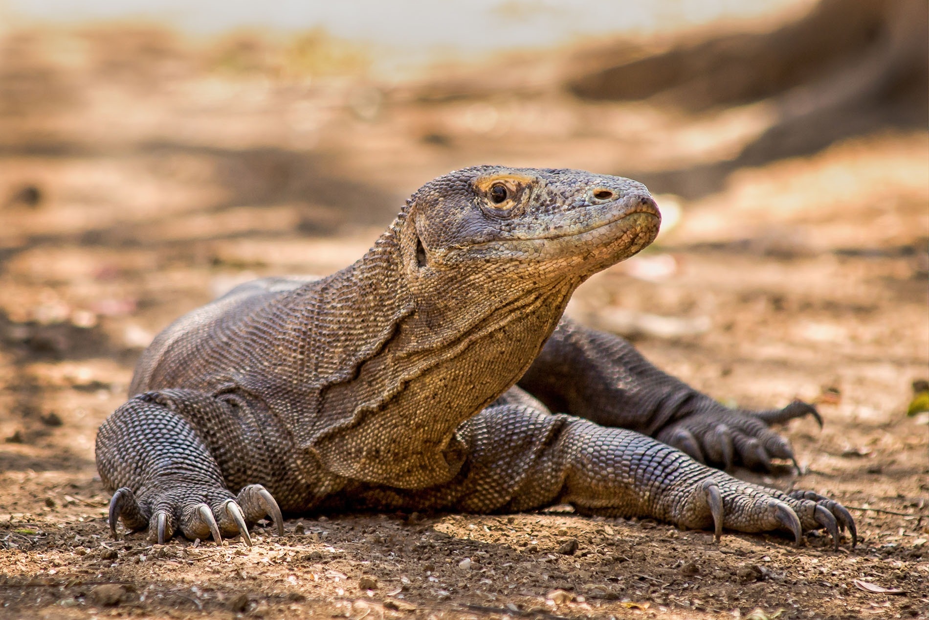 New specimens in Bioparc Fuengirola