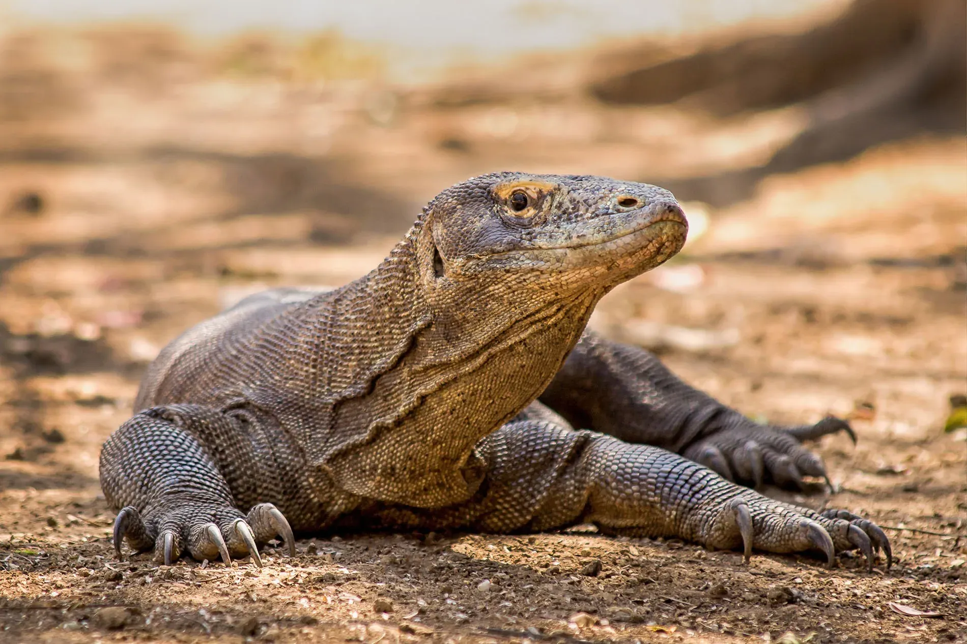Komodo dragon at Bioparc Fuengirola: New specimens at Hotel Angela's blog.