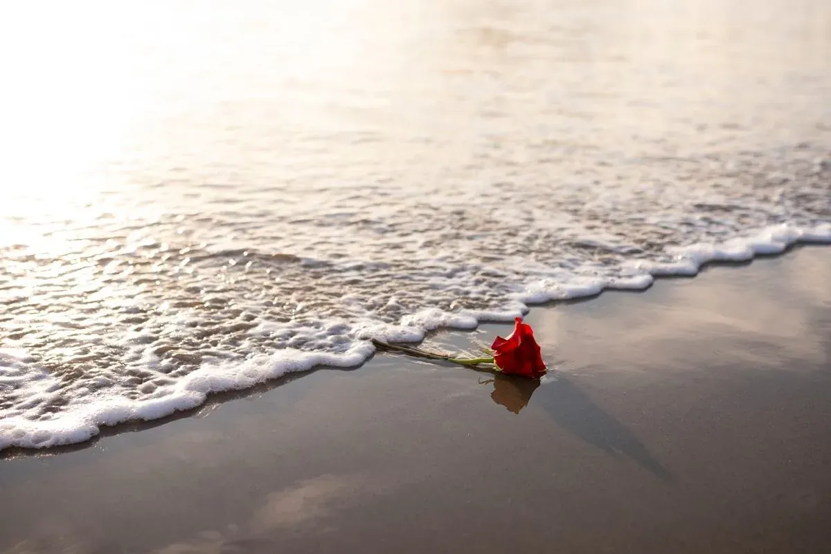 Rose rouge sur le rivage, le souhait d'Angela.