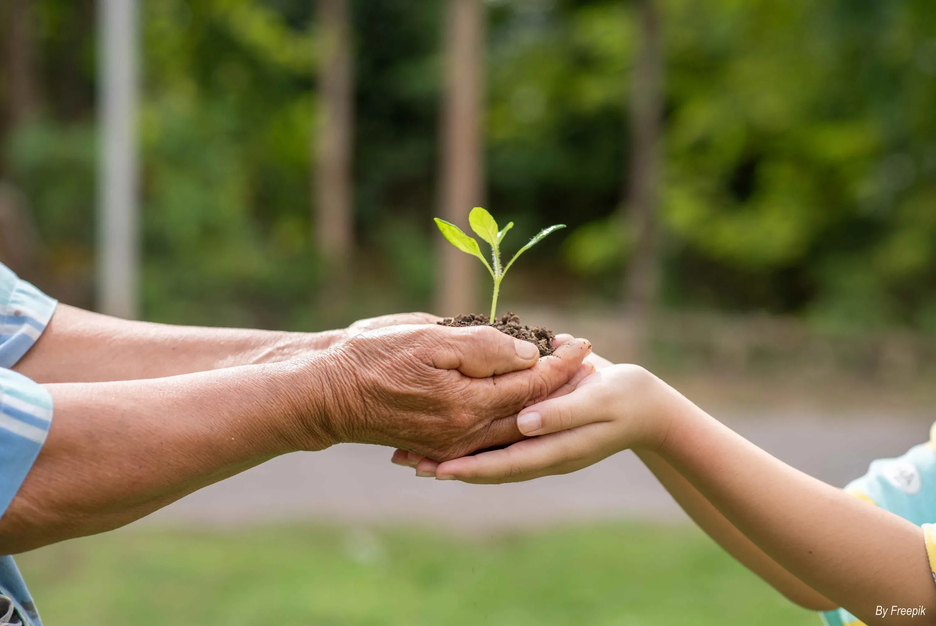 Mains de grand-mère et d'enfant partageant une plante. Angela enseigne le respect de l'environnement.
