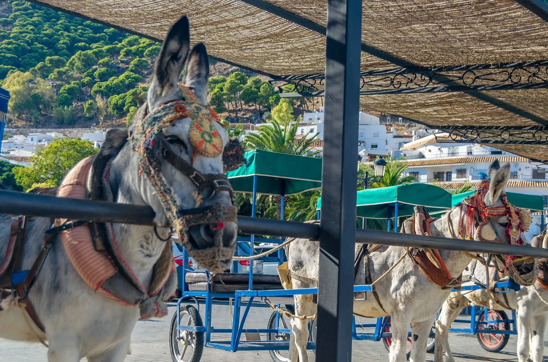 Mijas rend hommage à ses ânes : découvrez ces animaux emblématiques près de l'Hôtel Ángela à Málaga.