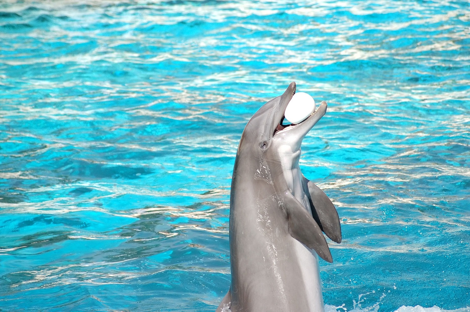 Selwo Marina Dolphinarium