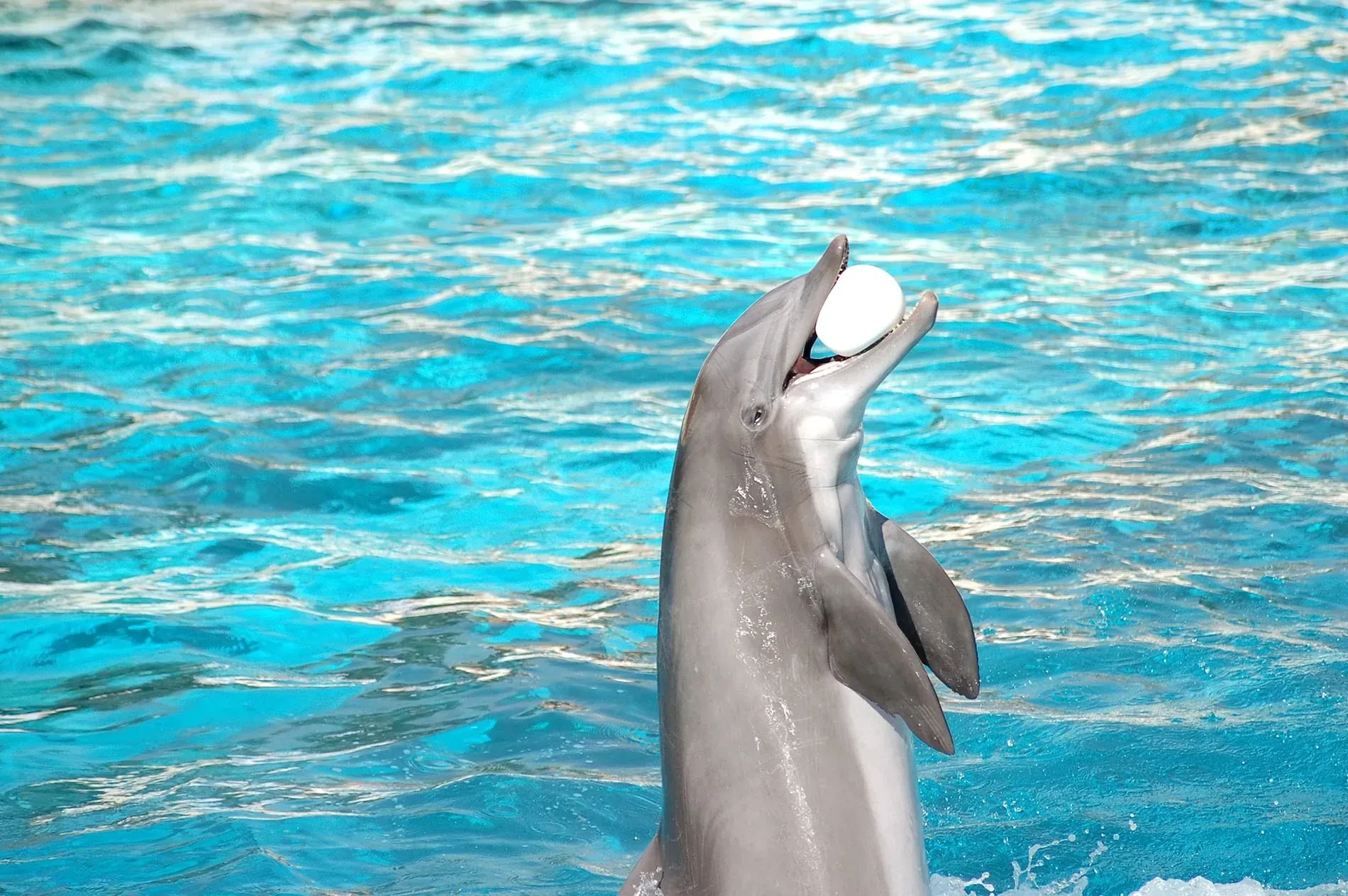 Dolphin at Selwo Marina Dolphinarium | Hotel Angela | Fuengirola, Spain.
