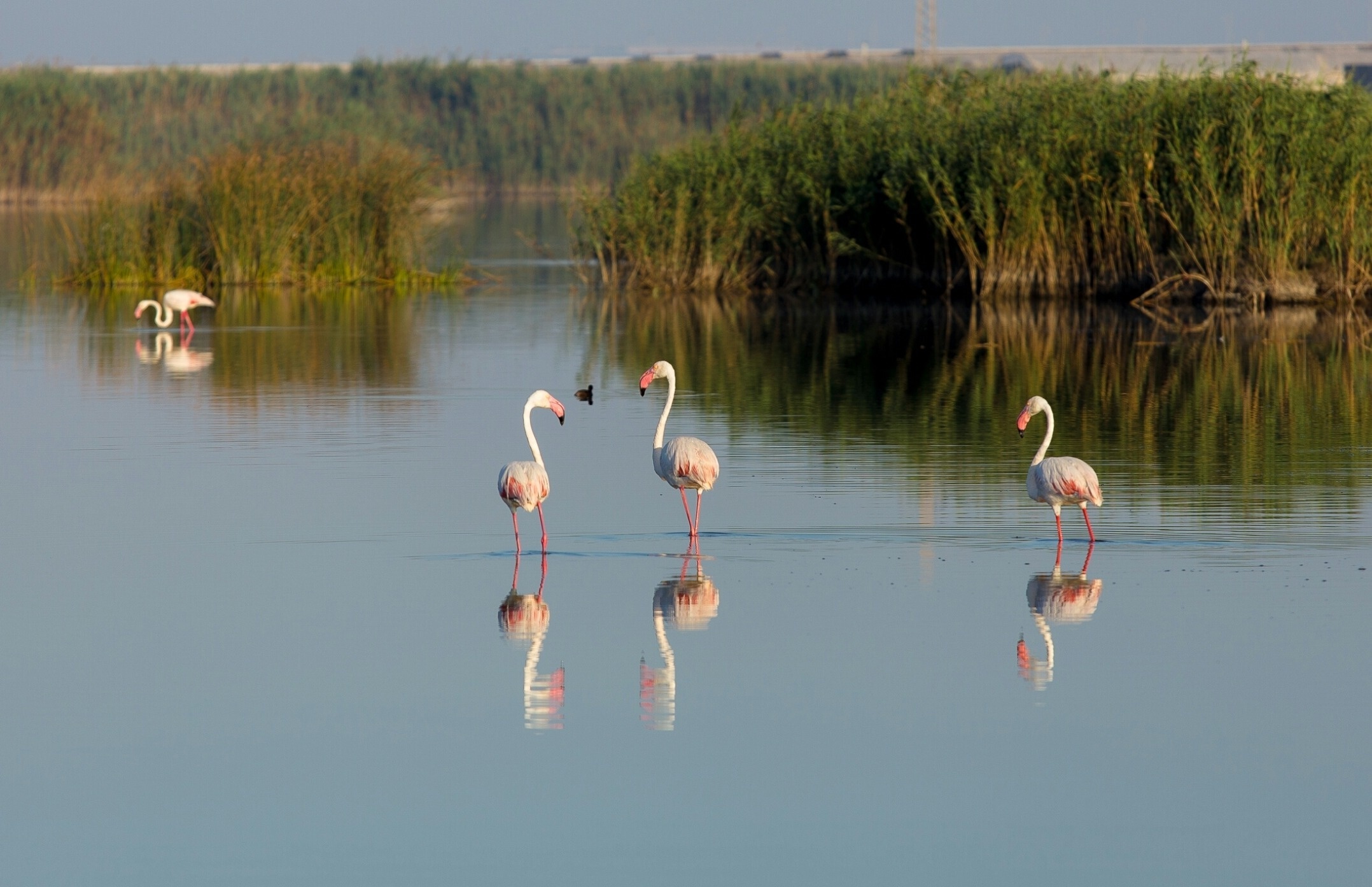 es: Varios flamencos rosados se erigen en las tranquilas aguas de un humedal, con sus reflejos nítidos y cañas densas en el fondo.