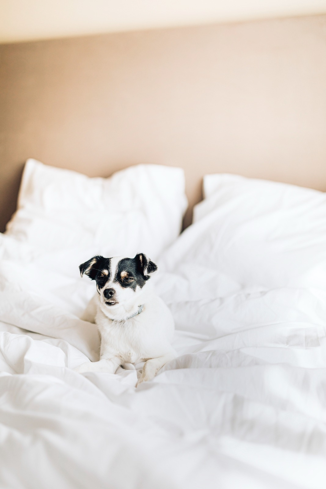 Charming dog resting on a clean, white hotel bed with Aranzazu: Hotel Carlton ambiance.