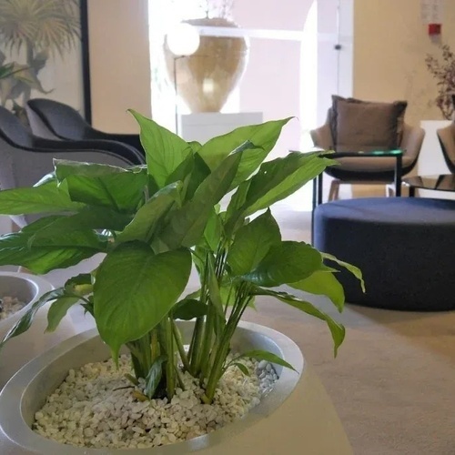 VESTÍBULO DE RECEPCIÓN