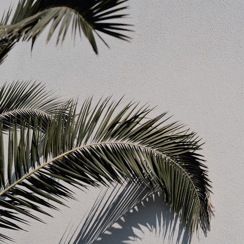 a palm tree leaves casts a shadow on a white wall