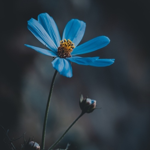 una flor azul con un centro amarillo sobre un fondo oscuro