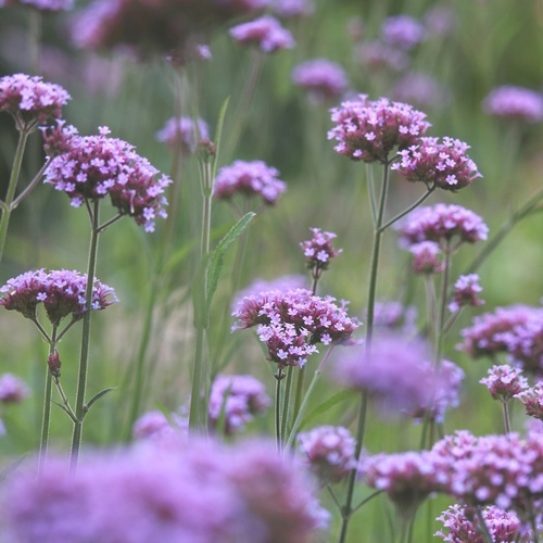 un campo de flores moradas con un fondo verde