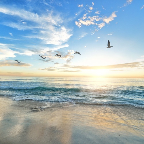 un grupo de pájaros volando sobre una playa al atardecer