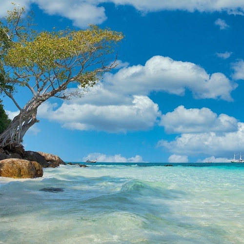 una playa con un árbol y un barco en el fondo