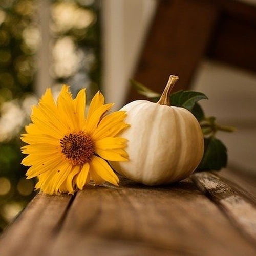 una calabaza blanca y un girasol amarillo están sobre una mesa de madera .
