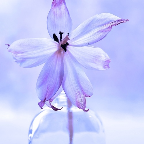 una flor morada está en una botella de vidrio