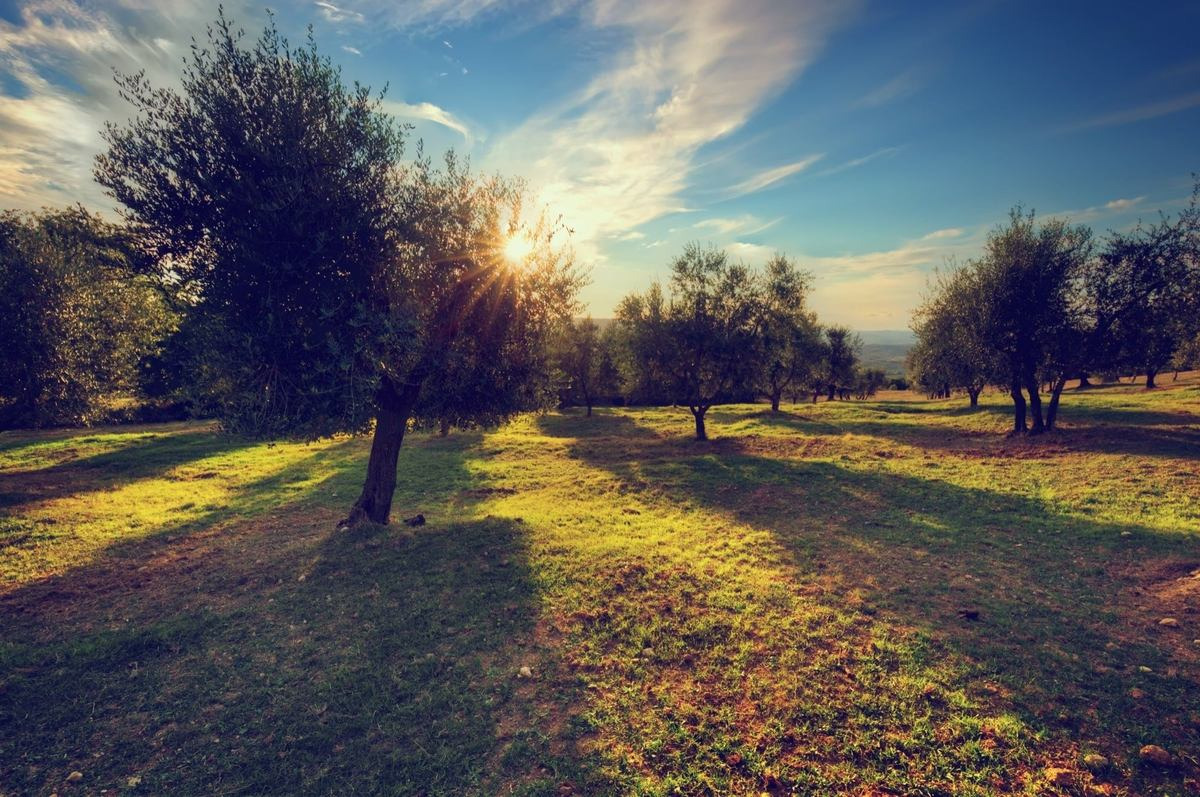 BENESTE: Corporativa: Sunset olive grove bathed in golden light under a blue, cloudy sky