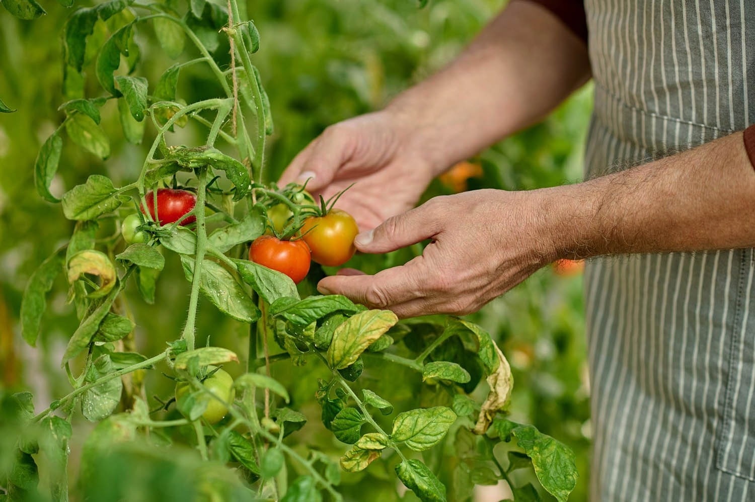un adorno rojo colgando de una rama de un árbol de navidad cubierto de nieve