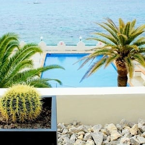 un cactus en una maceta con una piscina en el fondo