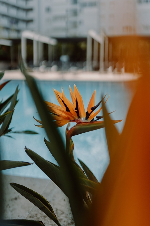 a bird of paradise flower in front of a swimming pool