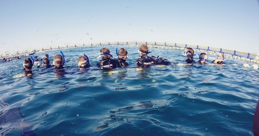 un grupo de personas nadando en el océano con trajes de neopreno y máscaras de buceo