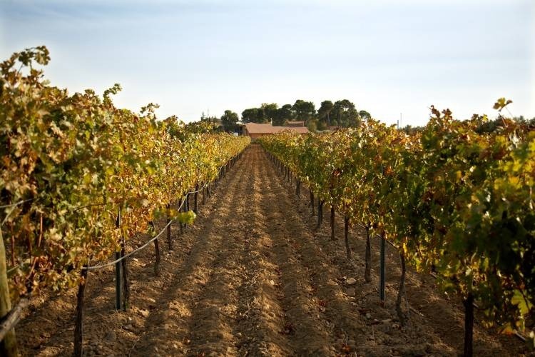 un champ de vignes avec une grange en arrière-plan .