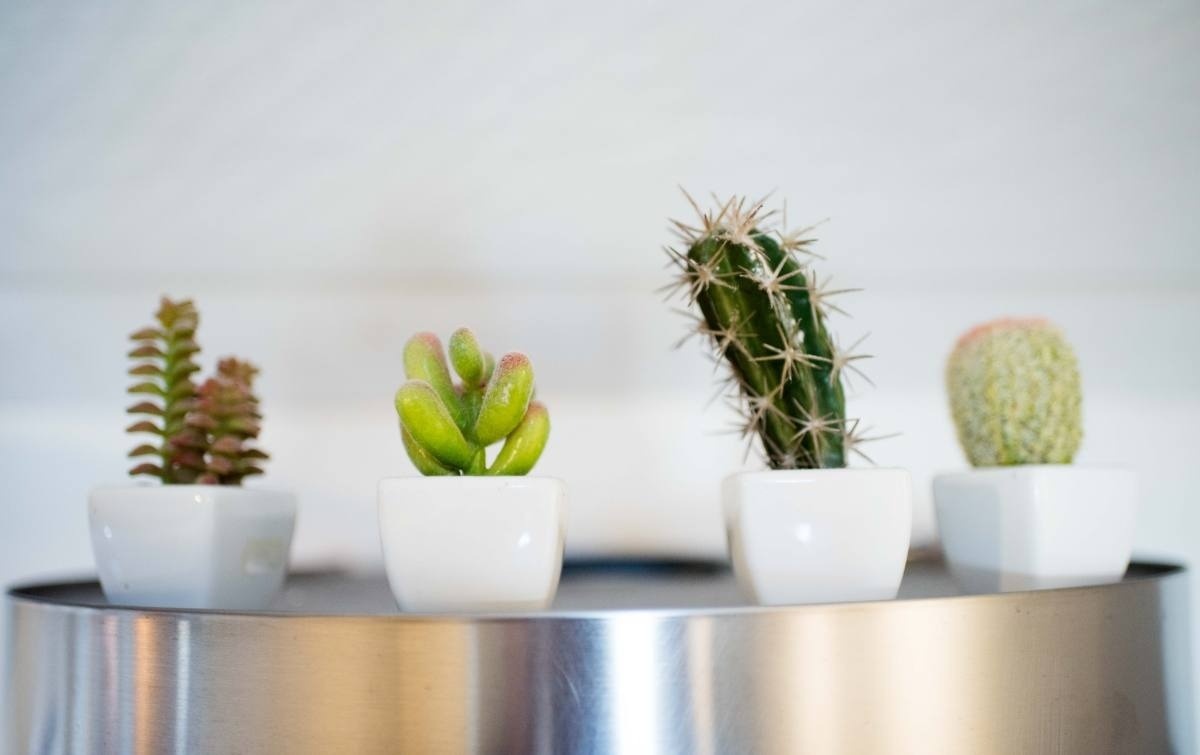 cuatro cactus están en macetas blancas sobre una mesa de acero inoxidable