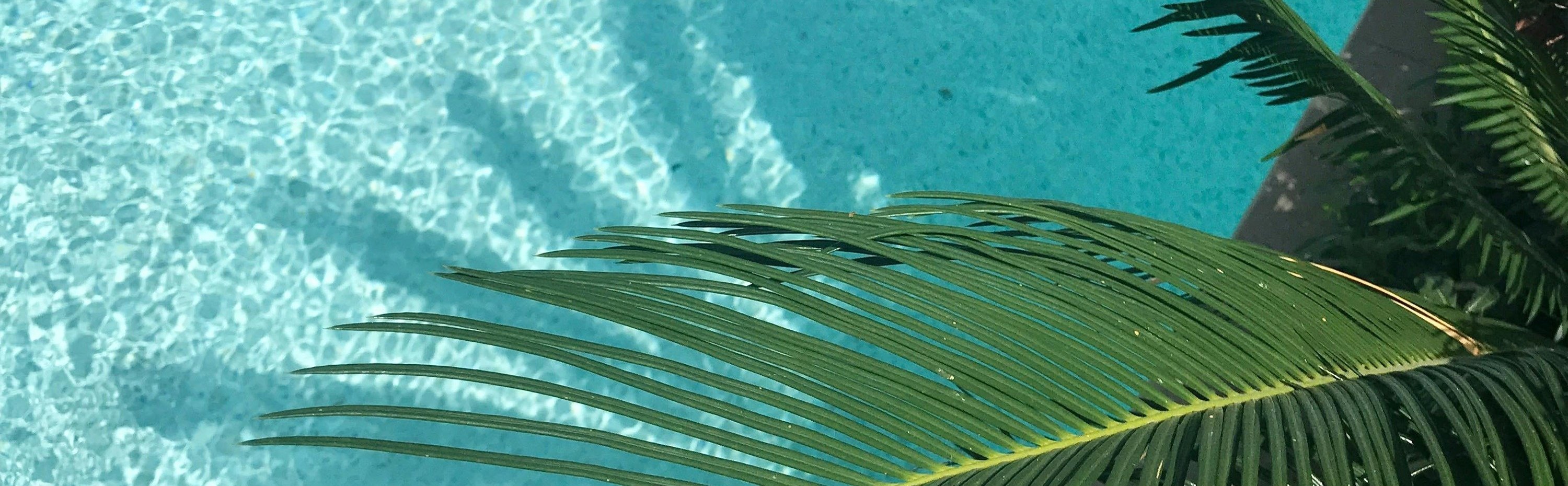 un gros plan d' une feuille de palmier à côté d' une piscine