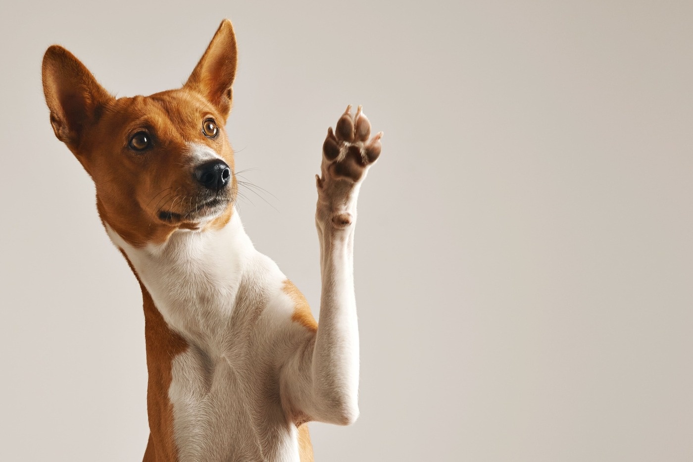 a brown and white dog is giving a high five