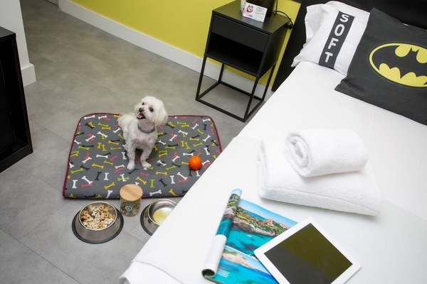 un perro se sienta en una cama junto a un plato de comida y una tableta