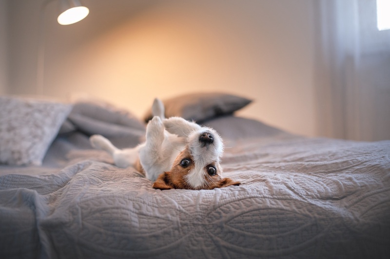 un chien brun et blanc allongé sur le dos sur un lit